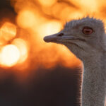 Dappled golden light from the setting sun makes the backdrop to this Southern Ostrich look as if it's on fire, in a portrait taken at Etango Ranch, Windhoek (image by Mike Watson)