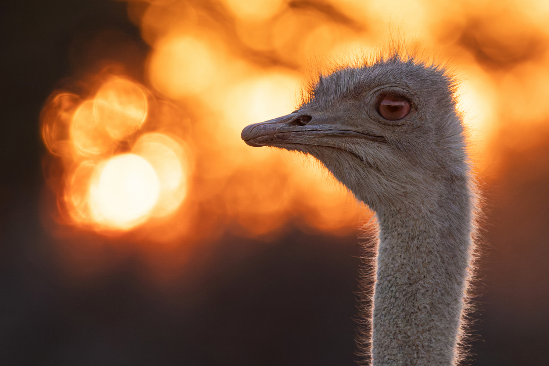 Dappled golden light from the setting sun makes the backdrop to this Southern Ostrich look as if it's on fire, in a portrait taken at Etango Ranch, Windhoek (image by Mike Watson)