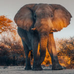 The last rays of golden sun spread across an African Savanna Elephant bull, just before it drops below the horizon. African Savanna Elephants can live for up to 70 years in the wild, although few will reach this age, Some of the bulls here can be older than 50 years old, meaning they were alive when Namibia gained independence in 1990 (image by Virginia Wilde)
