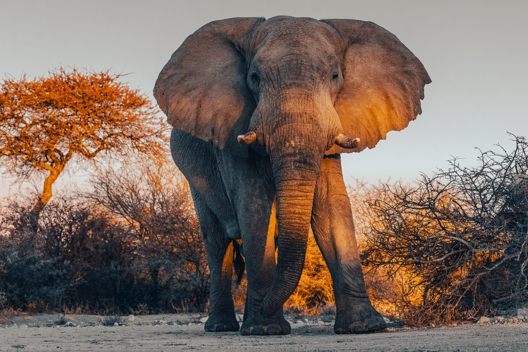 The last rays of golden sun spread across an African Savanna Elephant bull, just before it drops below the horizon. African Savanna Elephants can live for up to 70 years in the wild, although few will reach this age, Some of the bulls here can be older than 50 years old, meaning they were alive when Namibia gained independence in 1990 (image by Virginia Wilde)