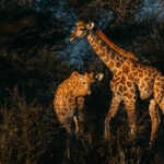 First light warms a pair of juvenile Angolan Giraffe, making their coats pop against the shadowed bushes in Namibia's Etosha National Park (image by Virginia Wilde)