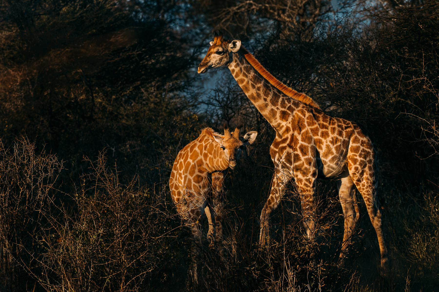 First light warms a pair of juvenile Angolan Giraffe, making their coats pop against the shadowed bushes in Namibia's Etosha National Park (image by Virginia Wilde)