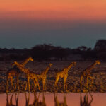 Five Angolan Giraffe drink from the Okaukuejo waterhole in the Etosha National Park as night falls. Giraffes are remarkably well suited to Etosha's dry landscape because they can browse vegetation that is far above the reach of most other herbivores, allowing them to exploit food even when grass and low-level vegetation become scarce (image by Virginia Wilde)