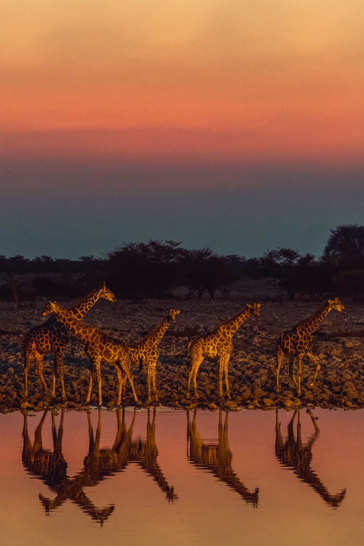 Five Angolan Giraffe drink from the Okaukuejo waterhole in the Etosha National Park as night falls. Giraffes are remarkably well suited to Etosha's dry landscape because they can browse vegetation that is far above the reach of most other herbivores, allowing them to exploit food even when grass and low-level vegetation become scarce (image by Virginia Wilde)