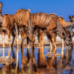 A young herd of Greater Kudu cluster together at a waterhole in the Onguma Reserve, with their heads and bodies reflected back at them like a mirror (image by Virginia Wilde)