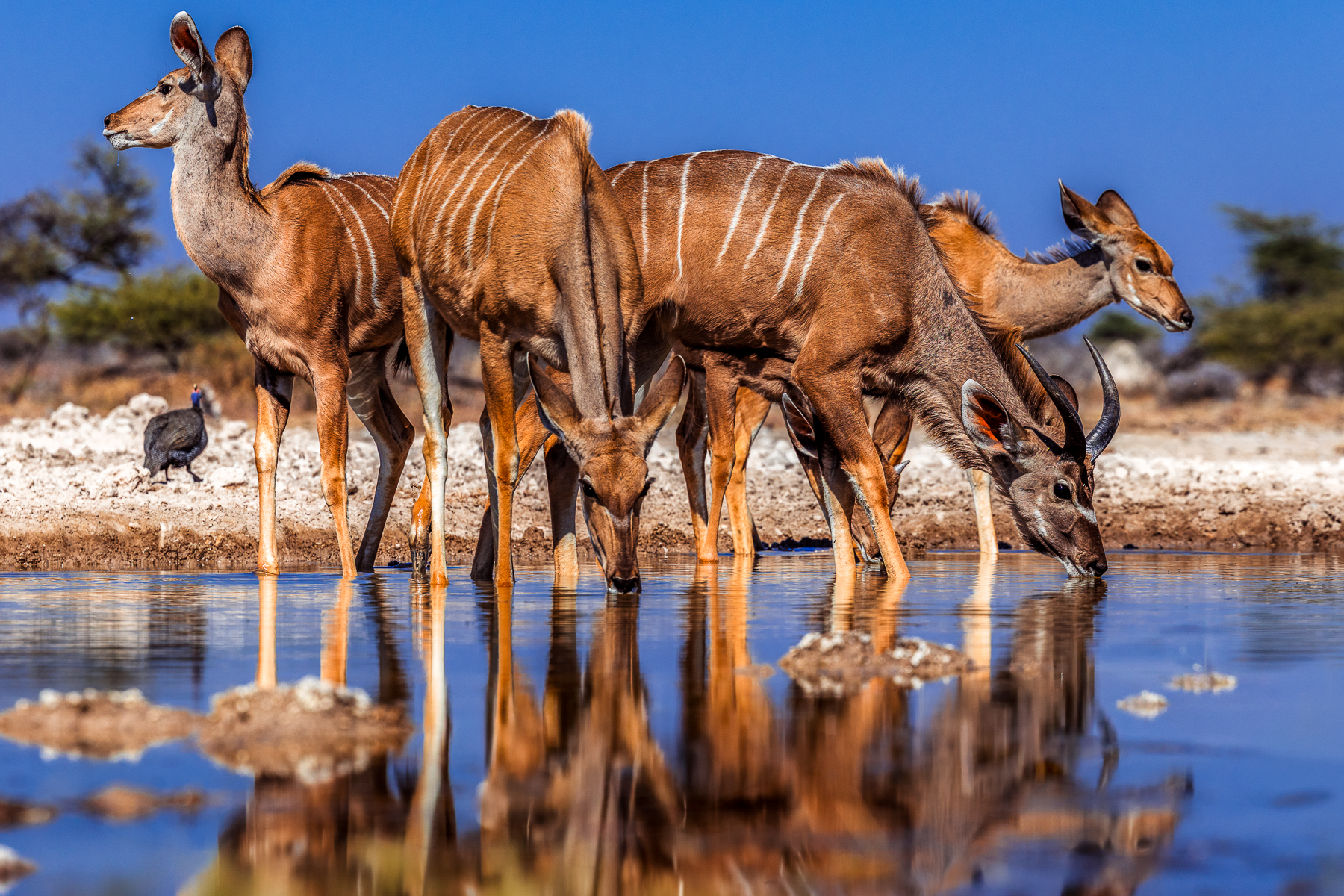 A young herd of Greater Kudu cluster together at a waterhole in the Onguma Reserve, with their heads and bodies reflected back at them like a mirror (image by Virginia Wilde)