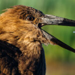 A tiny fish is caught mid-air between a Hamerkop's massive beak - testament to this wader's incredible hunting technique. Hamerkops' name means 'hammerhead' in Afrikaans - referring to its distinctive shaped head and bill (image by Virginia Wilde)
