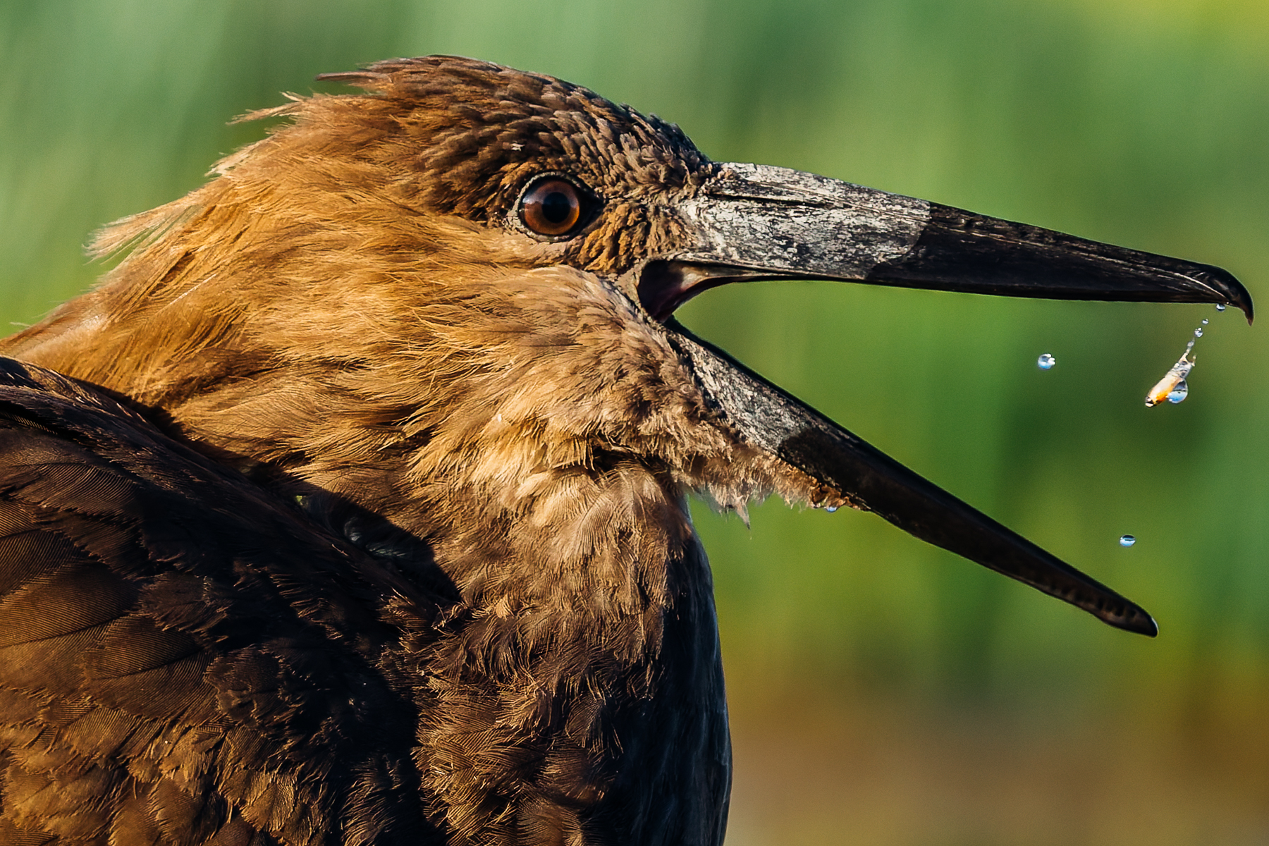 A tiny fish is caught mid-air between a Hamerkop's massive beak - testament to this wader's incredible hunting technique. Hamerkops' name means 'hammerhead' in Afrikaans - referring to its distinctive shaped head and bill (image by Virginia Wilde)