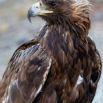 A close-up of a golden eagle. Female eagles, traditionally favoured by Kazakh eagle hunters, can weigh over six kilos and are larger and more powerful than the males (image by Ingrid Koedood)