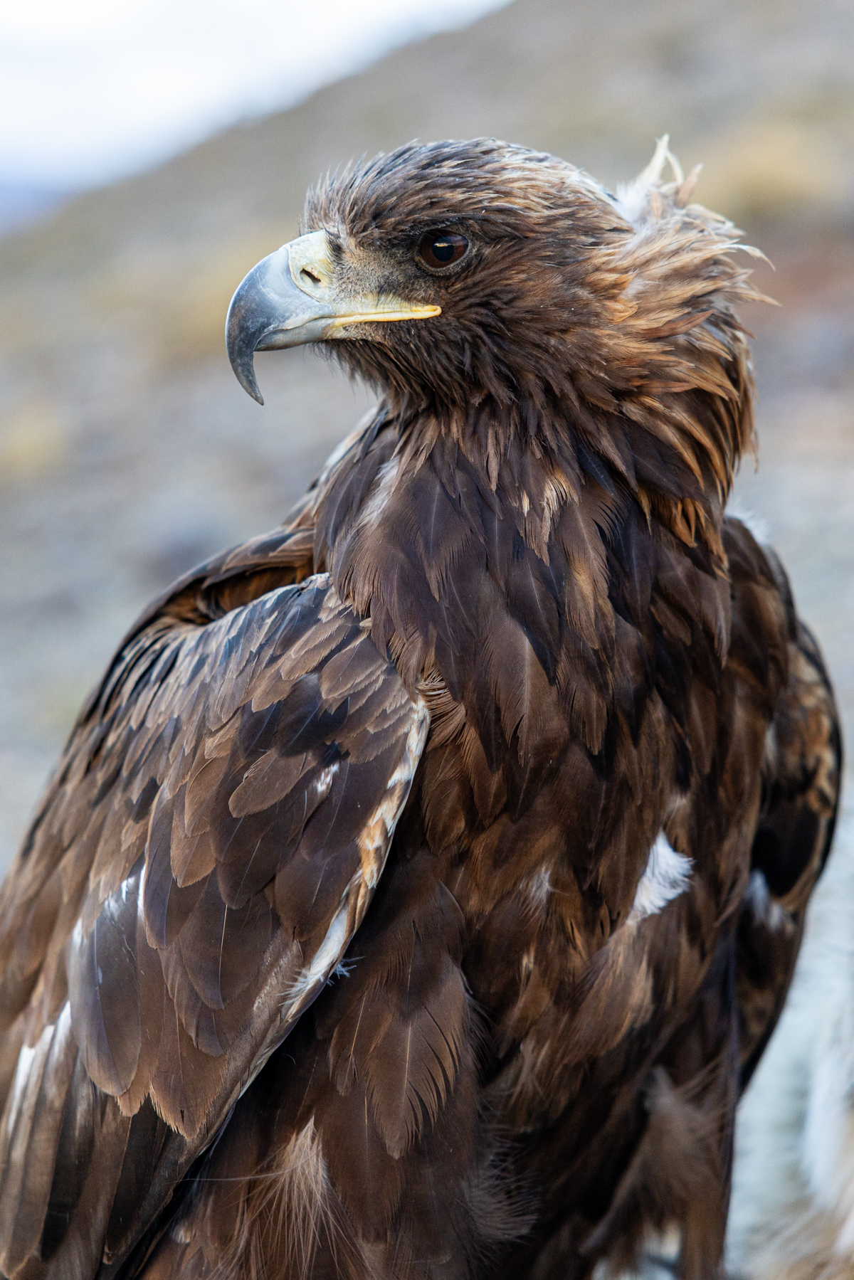 A close-up of a golden eagle. Female eagles, traditionally favoured by Kazakh eagle hunters, can weigh over six kilos and are larger and more powerful than the males (image by Ingrid Koedood)
