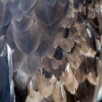 A closer look at the intricate layers and textures of a golden eagle’s feathers (image by Ingrid Koedood)
