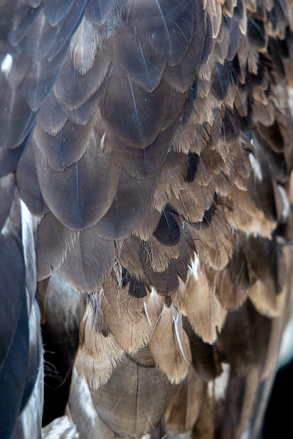A closer look at the intricate layers and textures of a golden eagle’s feathers (image by Ingrid Koedood)