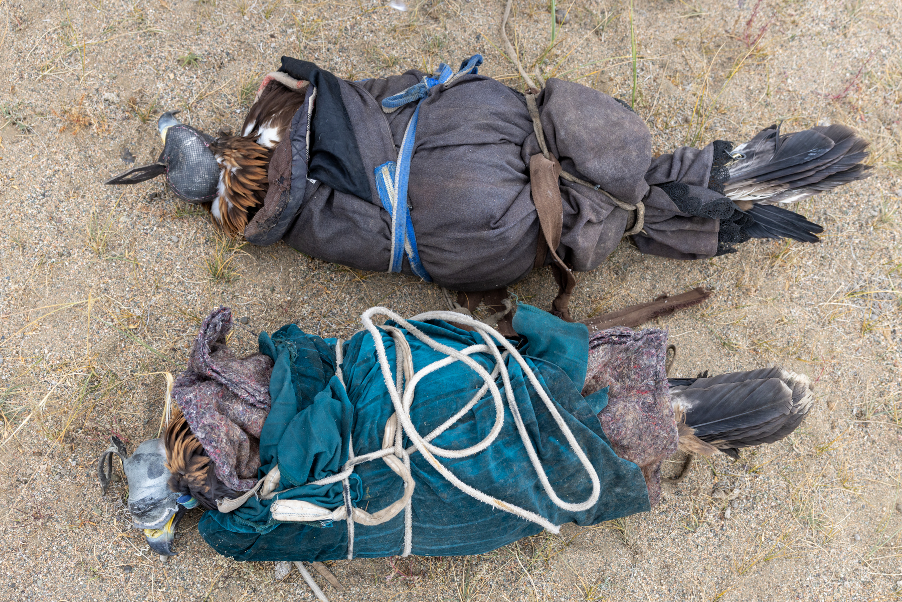 Golden eagles carefully wrapped for transport to and from the Eagle Hunters festival, keeping them secure and calm during the journey (image by Ingrid Koedood)