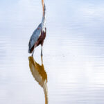 Still morning for a fishing Goliath Heron (image by Inger Vandyke)