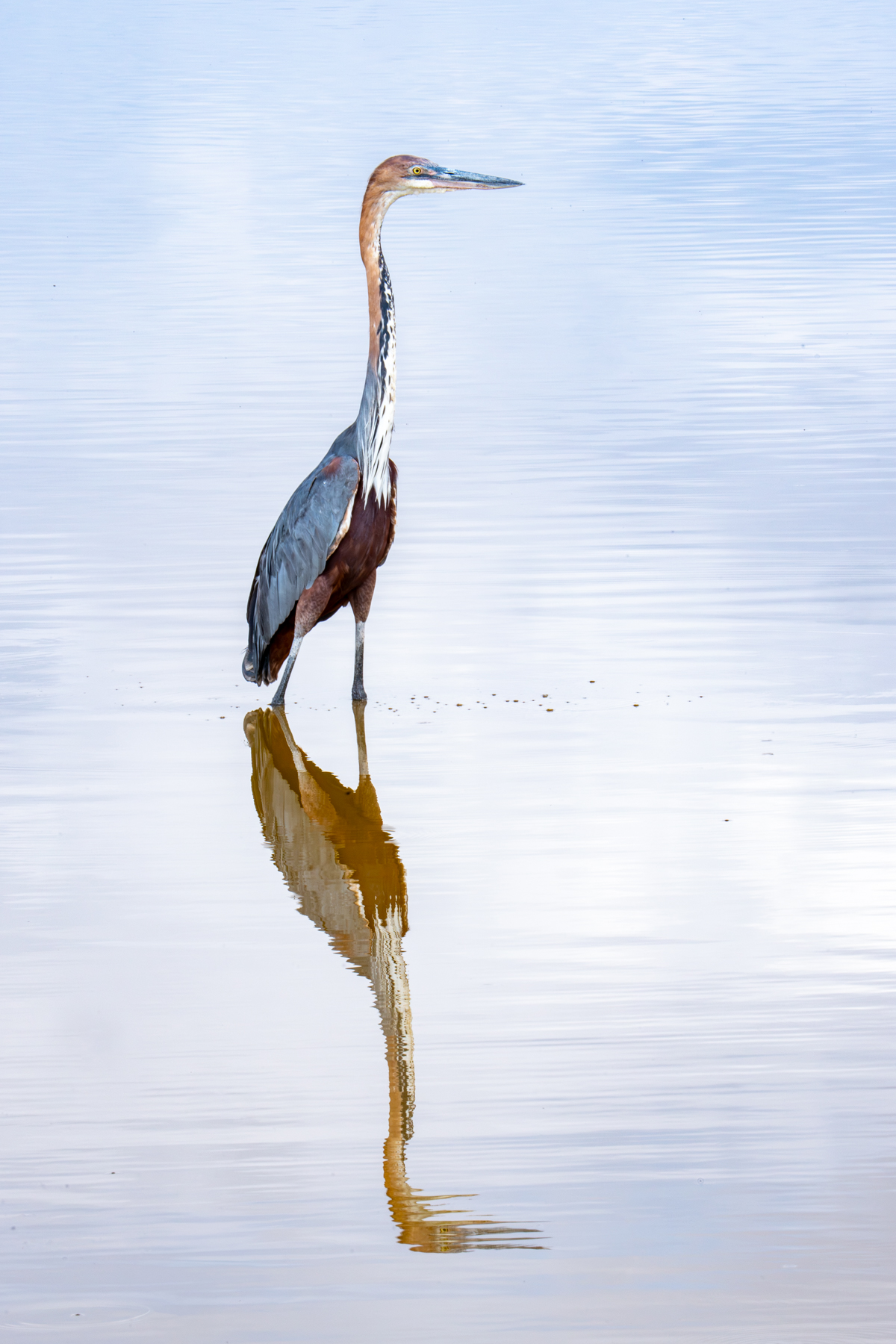 Still morning for a fishing Goliath Heron (image by Inger Vandyke)