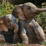 There are few things more compelling than watching two young Elephants lark about and play. With trunks that take years to learn how to use, this pair wielded theirs like toy swords before collapsing next to each other in a tender moment (image by Virginia Wilde)