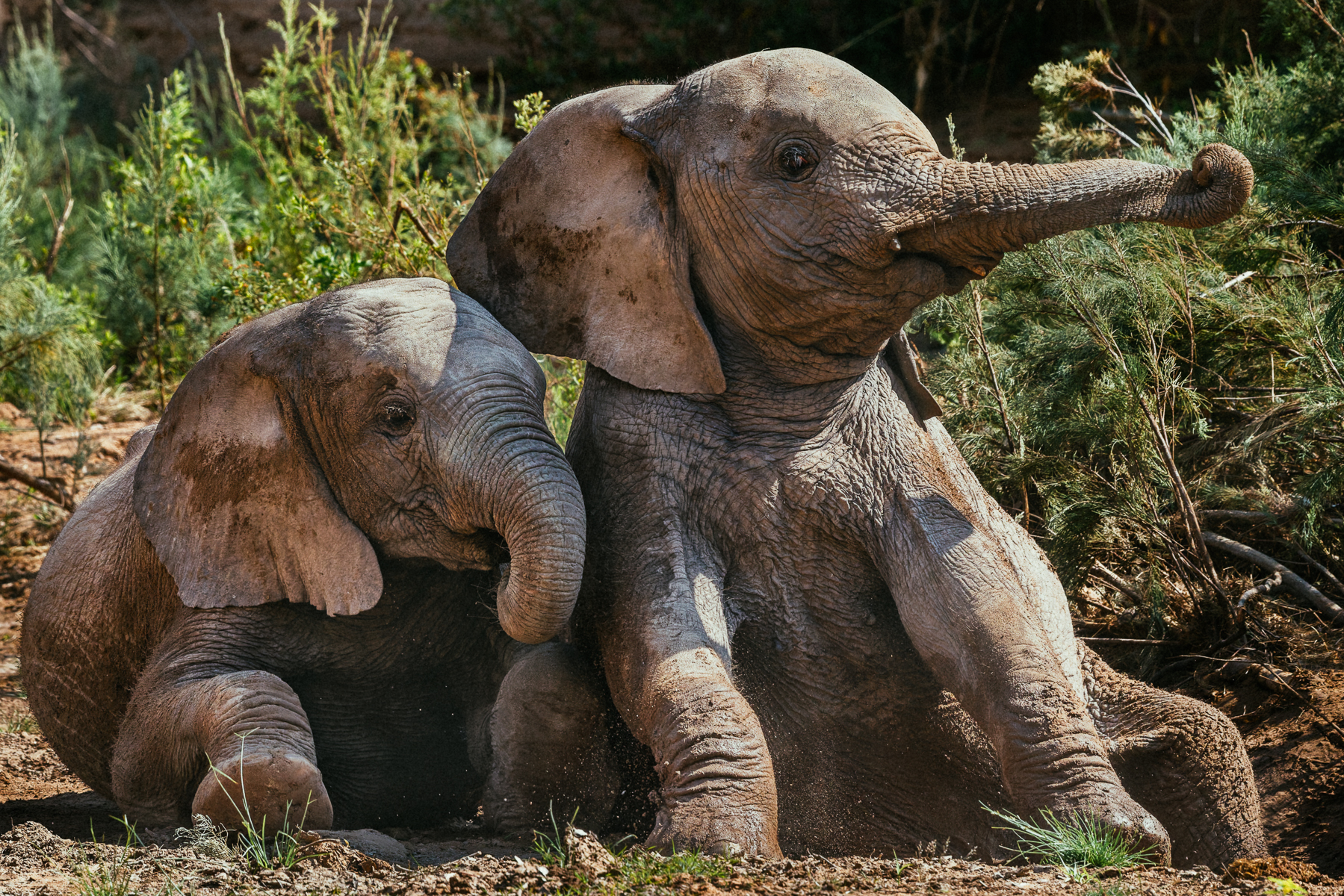There are few things more compelling than watching two young Elephants lark about and play. With trunks that take years to learn how to use, this pair wielded theirs like toy swords before collapsing next to each other in a tender moment (image by Virginia Wilde)