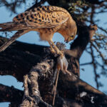 A Greater Kestrel starts to devour its rodent prey - having caught the surprisingly long mammal and carried it to a nearby tree, in Namibia's Etosha National Park (image by Virginia Wilde)