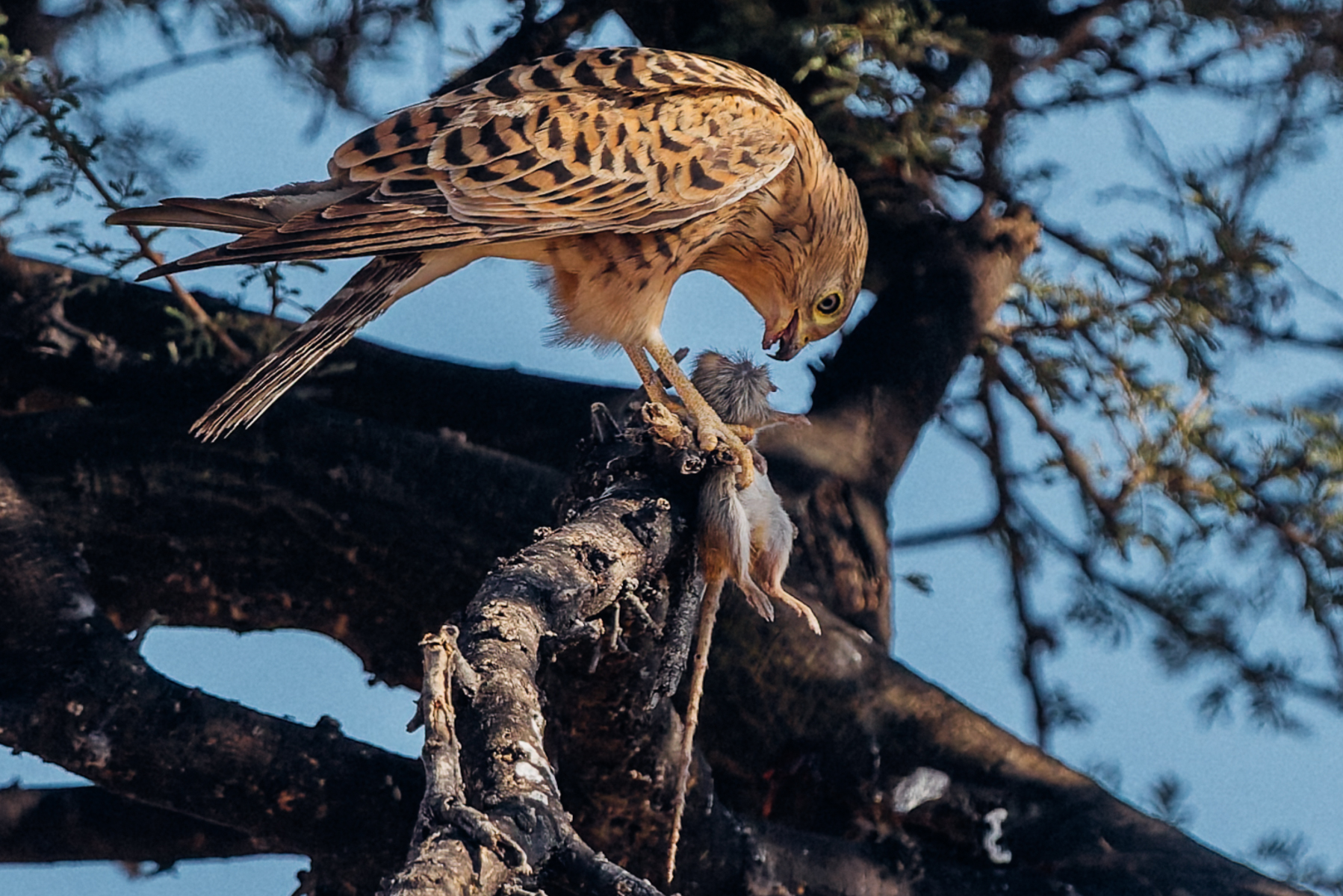 A Greater Kestrel starts to devour its rodent prey - having caught the surprisingly long mammal and carried it to a nearby tree, in Namibia's Etosha National Park (image by Virginia Wilde)
