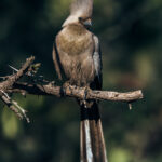 Portrait of a Grey Go-Away bird in Namibia's Onguma Reserve. Grey Go-Away birds get their name from their loud, nasal call, which sounds remarkably like 'Go-away!'- a sound that can carry a long way across the bush (image by Virginia Wilde)