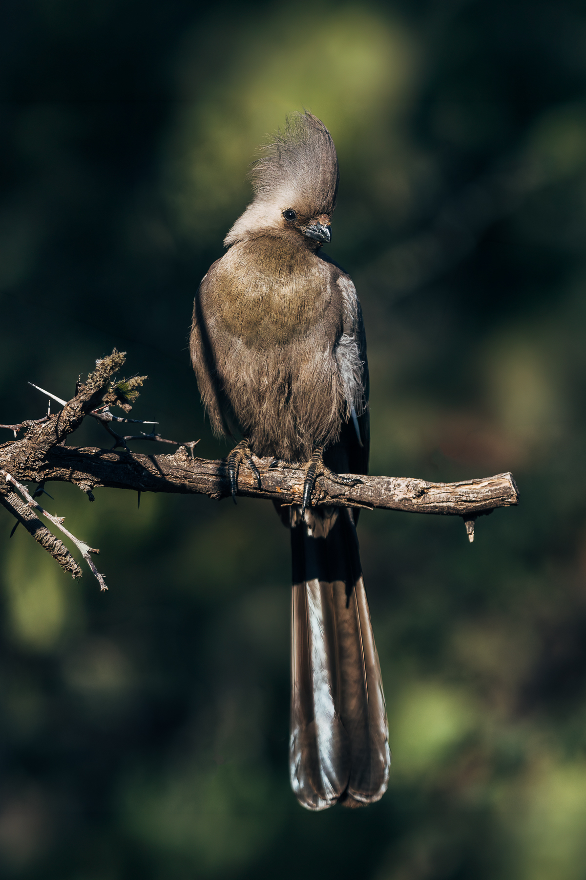Portrait of a Grey Go-Away bird in Namibia's Onguma Reserve. Grey Go-Away birds get their name from their loud, nasal call, which sounds remarkably like 'Go-away!'- a sound that can carry a long way across the bush (image by Virginia Wilde)