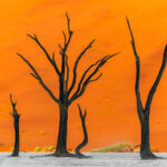 A cluster of long-dead Camel Thorn trees against the dunes in Namibia's iconic Deadvlei pan. Watching the sun rise here is one a landscape photographer's bucket list item (image by Virginia Wilde)