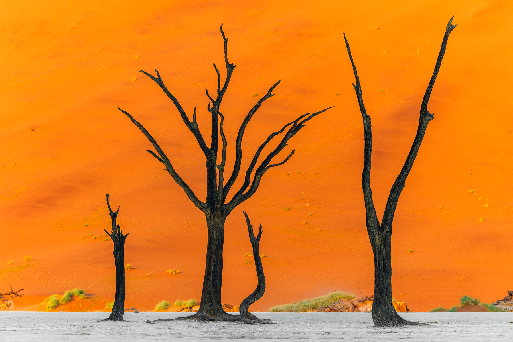 A cluster of long-dead Camel Thorn trees against the dunes in Namibia's iconic Deadvlei pan. Watching the sun rise here is one a landscape photographer's bucket list item (image by Virginia Wilde)