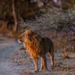 One of a pair of African Lion brothers that we saw in Namibia's Onguma Reserve just as night began to fall - and both of them as handsome as any lion I've ever seen (image by Virginia Wilde)