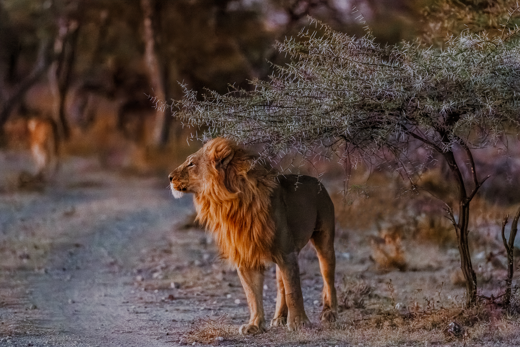 One of a pair of African Lion brothers that we saw in Namibia's Onguma Reserve just as night began to fall - and both of them as handsome as any lion I've ever seen (image by Virginia Wilde)