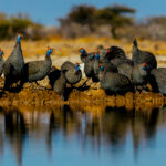 Helmeted Guineafowl gather at the Onguma Reserve waterhole, looking like armoured chickens. These Guineafowl have an entertaining-looking bobbing gait due to the way their legs and body are built for life on the ground. Particularly in areas where water is concentrated, flocks can reach numbers of 100+ birds (image by Virginia Wilde)