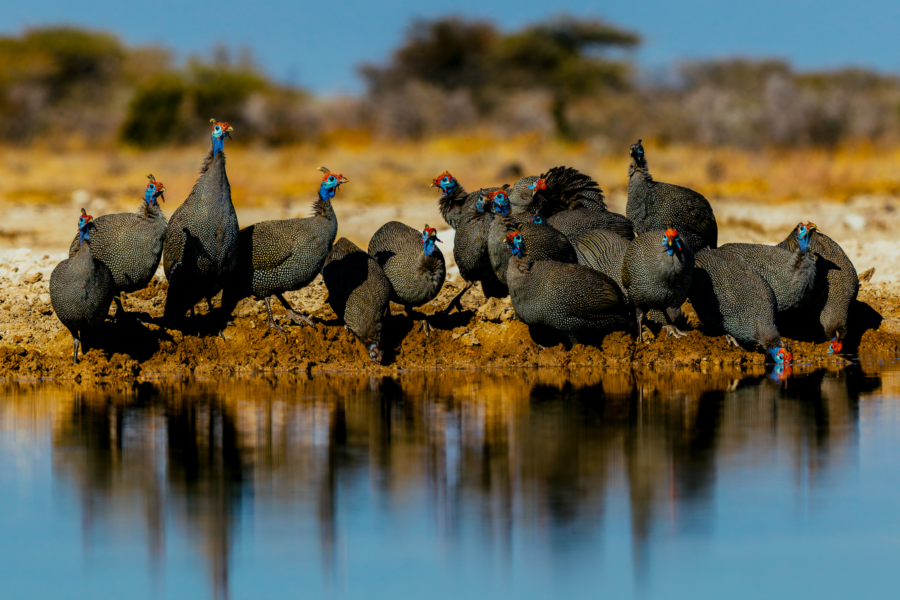 Helmeted Guineafowl gather at the Onguma Reserve waterhole, looking like armoured chickens. These Guineafowl have an entertaining-looking bobbing gait due to the way their legs and body are built for life on the ground. Particularly in areas where water is concentrated, flocks can reach numbers of 100+ birds (image by Virginia Wilde)