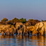 A large herd of African Savanna Elephants enjoy the cool waters of the Klein Namutoni waterhole in Namibia's Etosha National Park (image by Virginia Wilde)