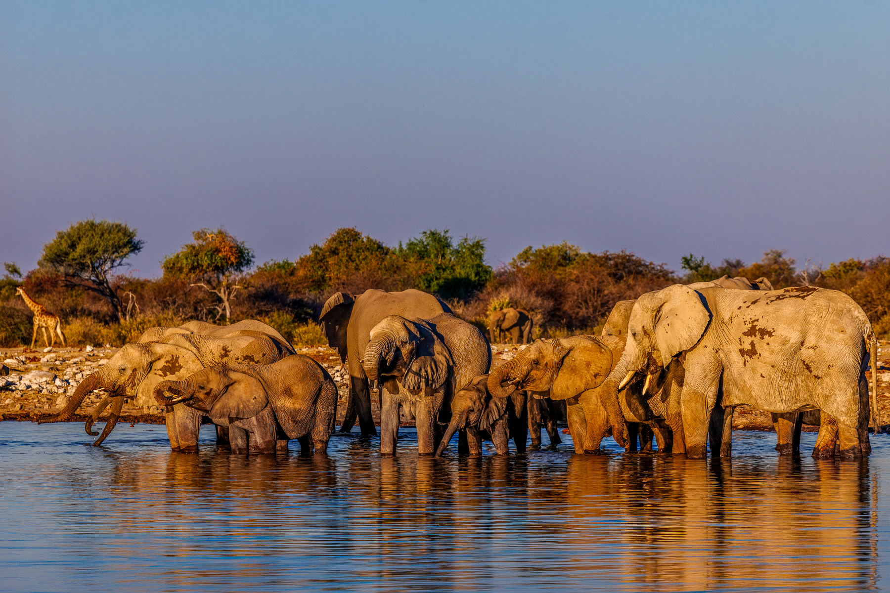 A large herd of African Savanna Elephants enjoy the cool waters of the Klein Namutoni waterhole in Namibia's Etosha National Park (image by Virginia Wilde)