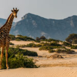 An Angolan Giraffe stands tall and elegant, backdropped by the rocky hills and escarpments of Namibia's Hoanib River Valley. These giraffes can survive in some of Namibia's driest habitats, feeding on thorny trees and shrubs and obtaining much of their water from food and dew (image by Virginia Wilde)