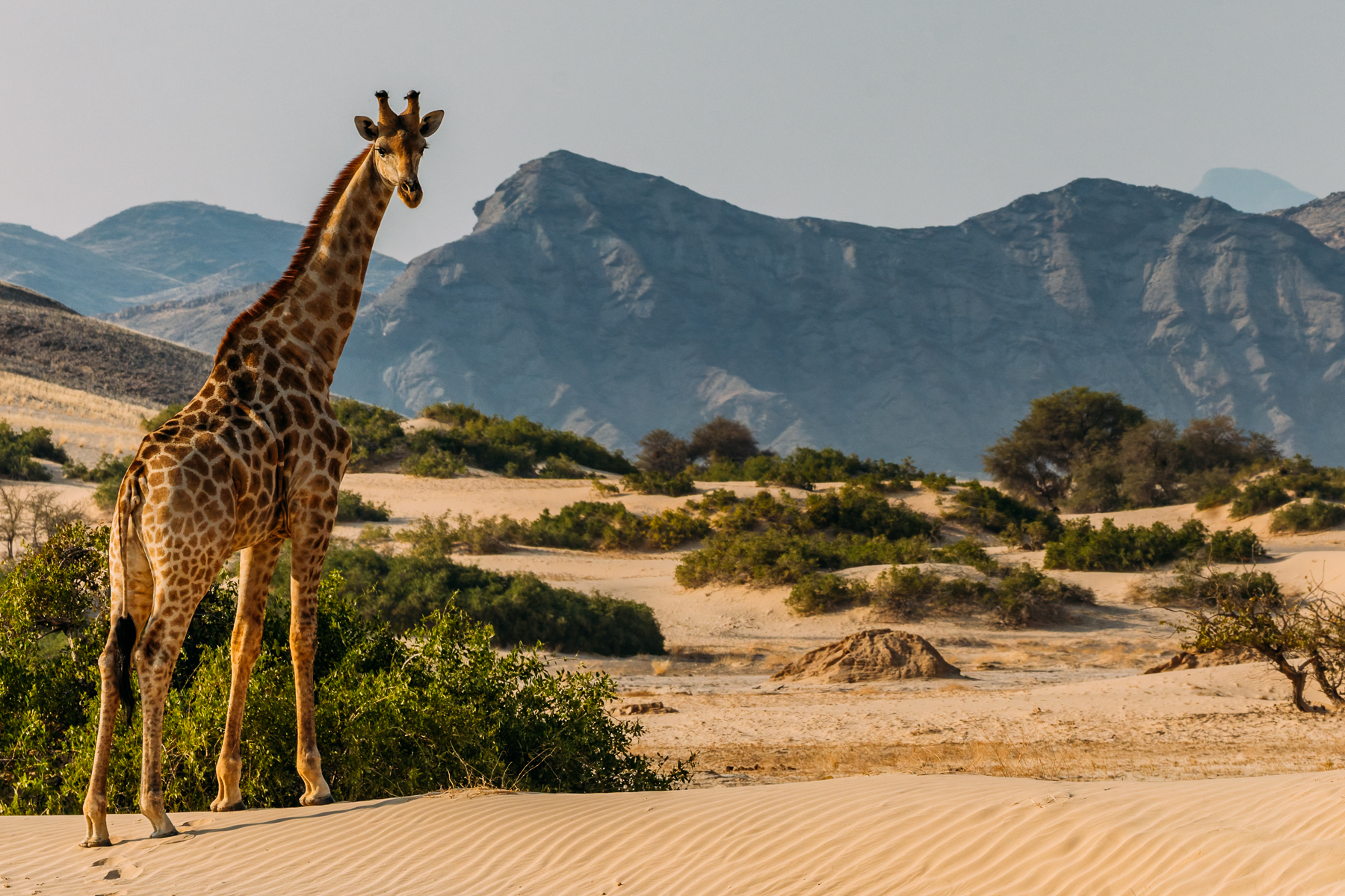 An Angolan Giraffe stands tall and elegant, backdropped by the rocky hills and escarpments of Namibia's Hoanib River Valley. These giraffes can survive in some of Namibia's driest habitats, feeding on thorny trees and shrubs and obtaining much of their water from food and dew (image by Virginia Wilde)