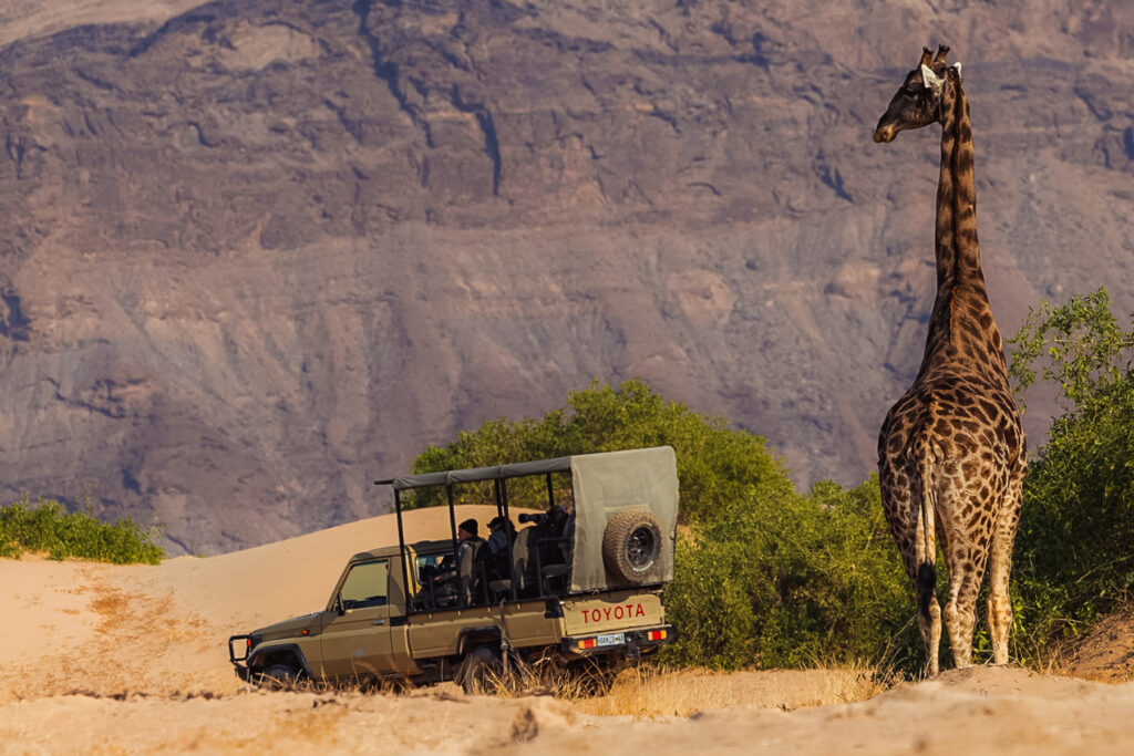 An Angolan Giraffe towers over one of our open-top safari vehicles during a mini expedition into the Hoanib River Valley - looking like a giant against the craggy mountains (image by Virginia Wilde)