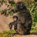 This infant Chacma Baboon has a distinctly suspicious look in its eye, as it peers out from the safety of its mother's knees. Taken in Namibia's Hoanib River Valley (image by Virginia Wilde)