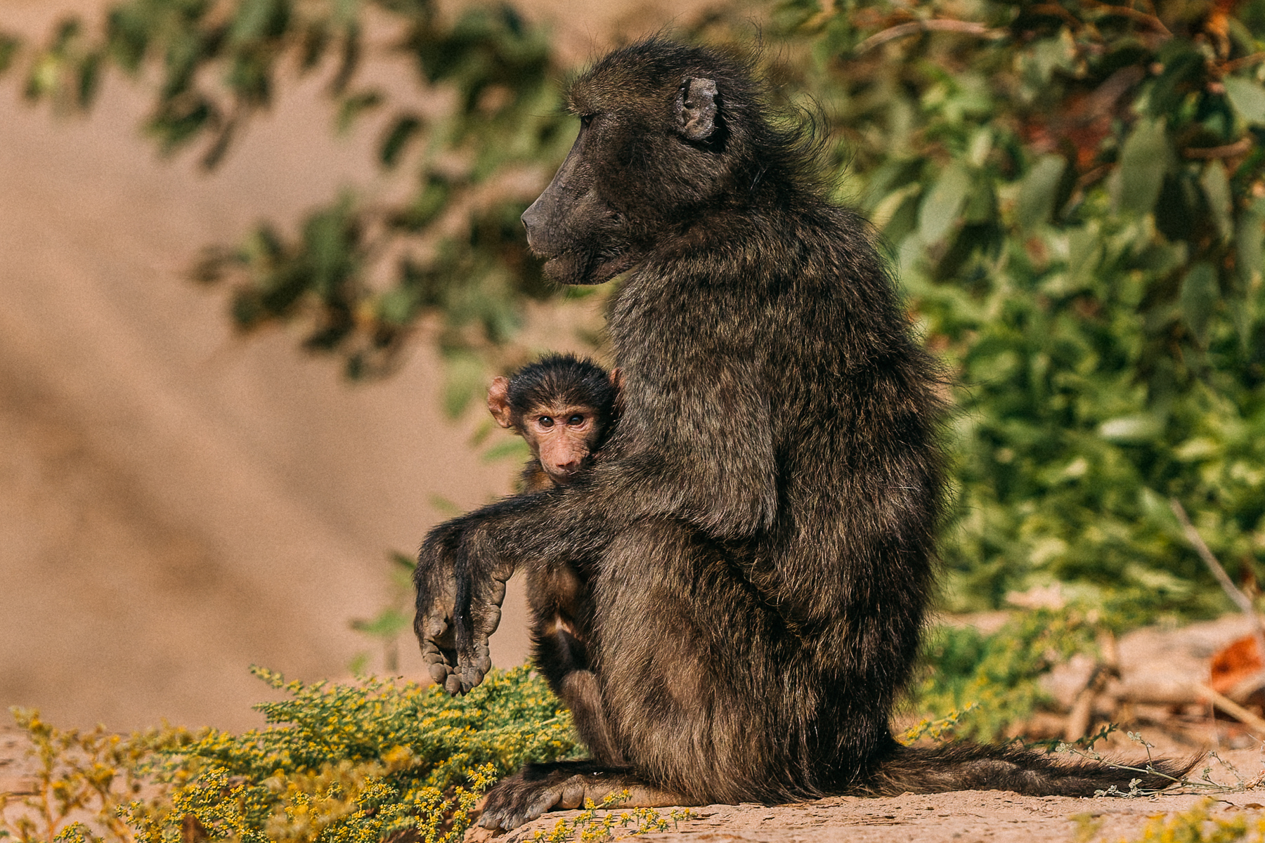 This infant Chacma Baboon has a distinctly suspicious look in its eye, as it peers out from the safety of its mother's knees. Taken in Namibia's Hoanib River Valley (image by Virginia Wilde)