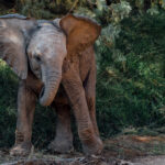 A juvenile desert-adapted African Savanna Elephant looks almost shy as it eats grass by the dried riverbank in Namibia's Hoanib River Valley. Young Elephants here have a steep learning curve if they are to survive in this harsh environment (image by Virginia Wilde)