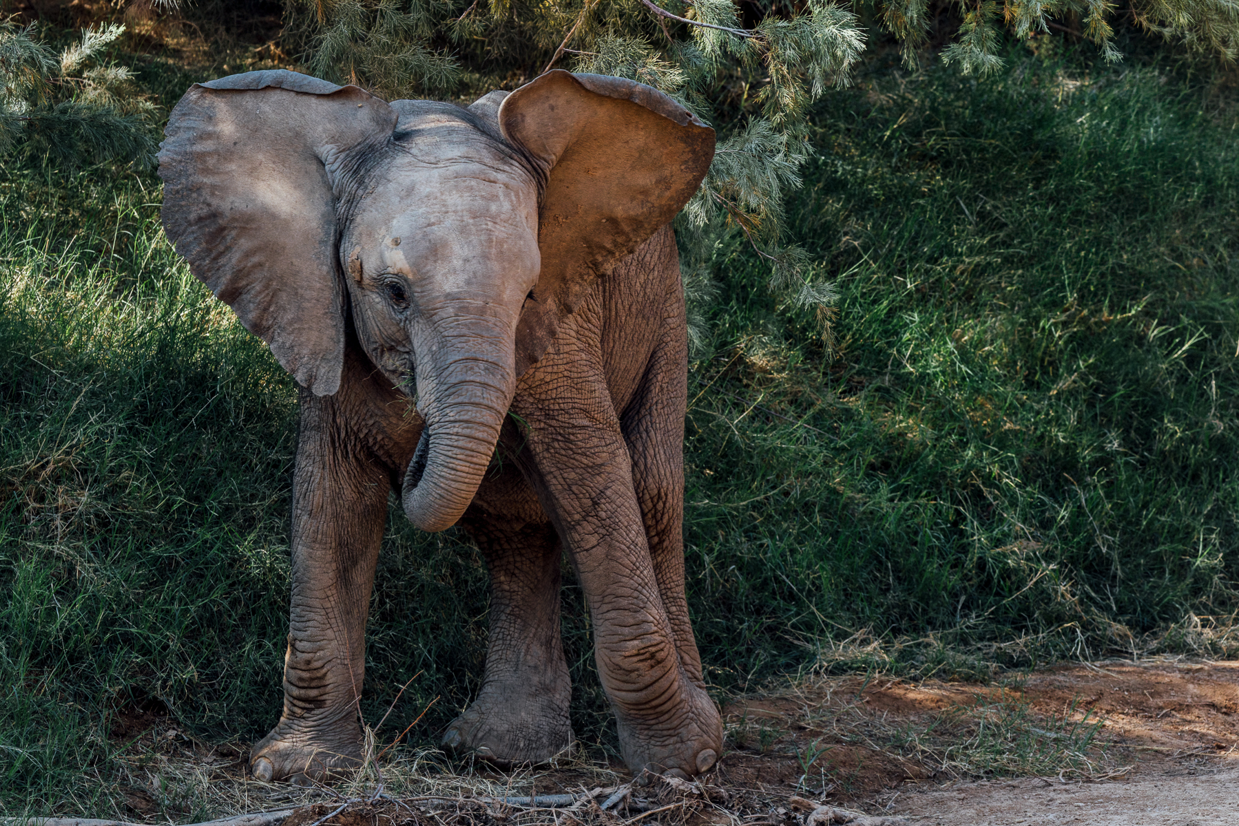 A juvenile desert-adapted African Savanna Elephant looks almost shy as it eats grass by the dried riverbank in Namibia's Hoanib River Valley. Young Elephants here have a steep learning curve if they are to survive in this harsh environment (image by Virginia Wilde)