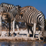 A young Burchell's Zebra foal stays close to its mother as they drink from the waterhole in Namibia's Onguma Reserve. These foals are born with brownish rather than black stripes, which darken as it matures, The mum recognises her young through its individual stripe pattern, smell and call (image by Virginia Wilde)