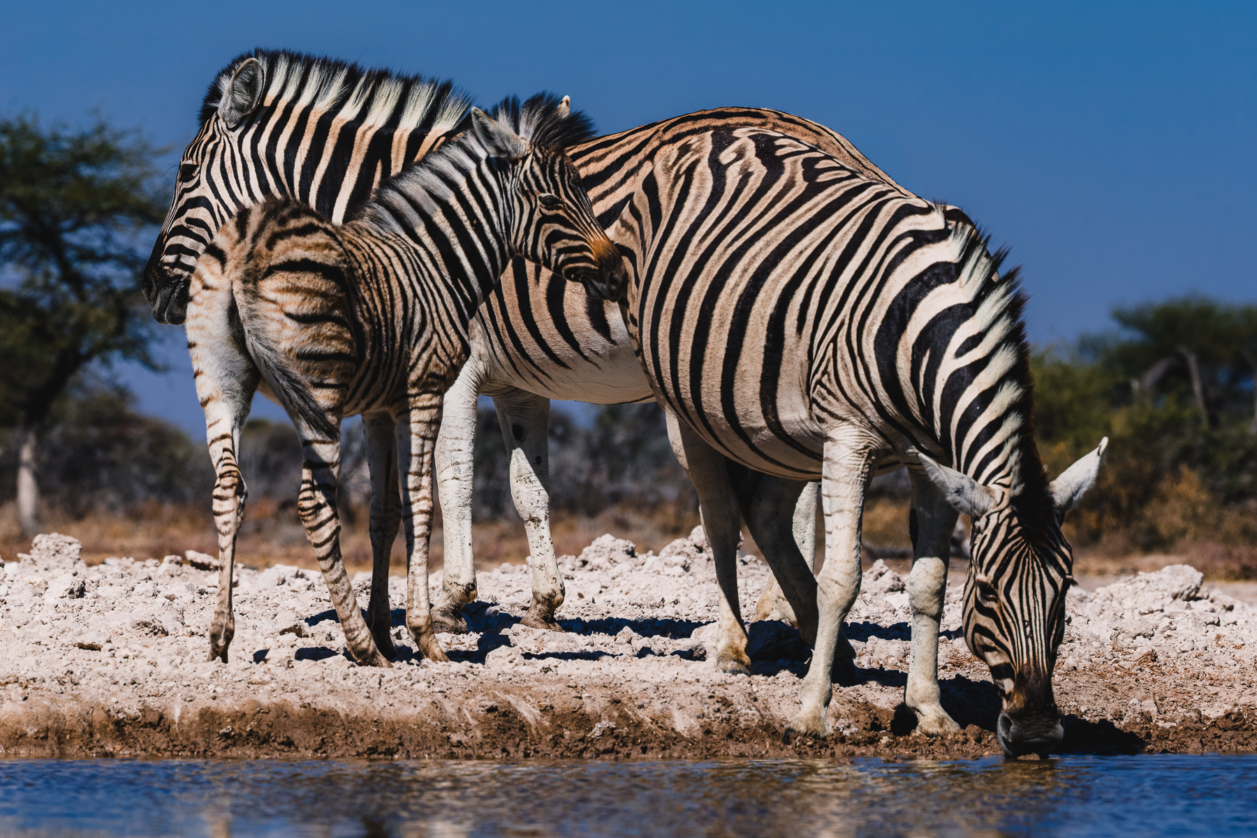 A young Burchell's Zebra foal stays close to its mother as they drink from the waterhole in Namibia's Onguma Reserve. These foals are born with brownish rather than black stripes, which darken as it matures, The mum recognises her young through its individual stripe pattern, smell and call (image by Virginia Wilde)