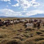 A large herd of cashmere goats grazing across the vast plains of western Mongolia, where cashmere is an important source of income for many nomadic families (image by Ingrid Koedood)