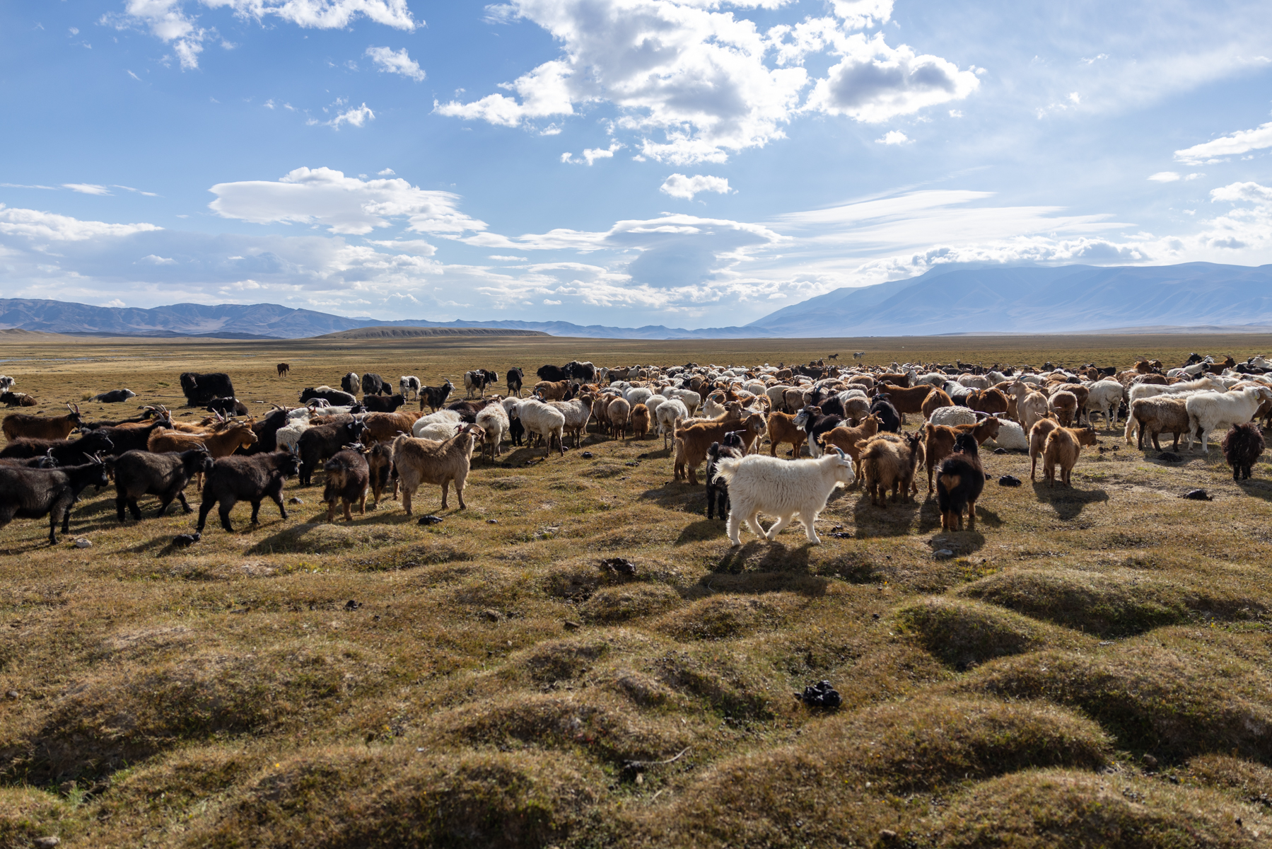 A large herd of cashmere goats grazing across the vast plains of western Mongolia, where cashmere is an important source of income for many nomadic families (image by Ingrid Koedood)