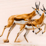 A pair of Springbok leap together, hooves raised, as they cross the Sandwich Harbour region of the sandy Namib-Naukluft National Park (image by Virginia Wilde)