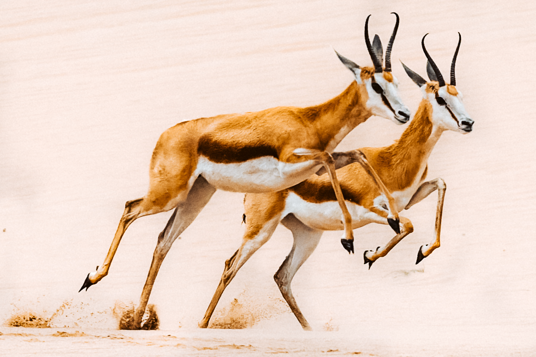 A pair of Springbok leap together, hooves raised, as they cross the Sandwich Harbour region of the sandy Namib-Naukluft National Park (image by Virginia Wilde)