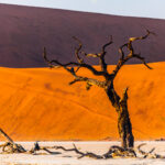First light falls on an ancient Camel Thorn tree in Namibia's Deadvlei. The trees here died roughly 600-700 years ago, when water from the Tsauchab River was cut off by sand dunes. They are not petrified trees, but remarkably well-preserved dead wood (image by Virginia Wilde)