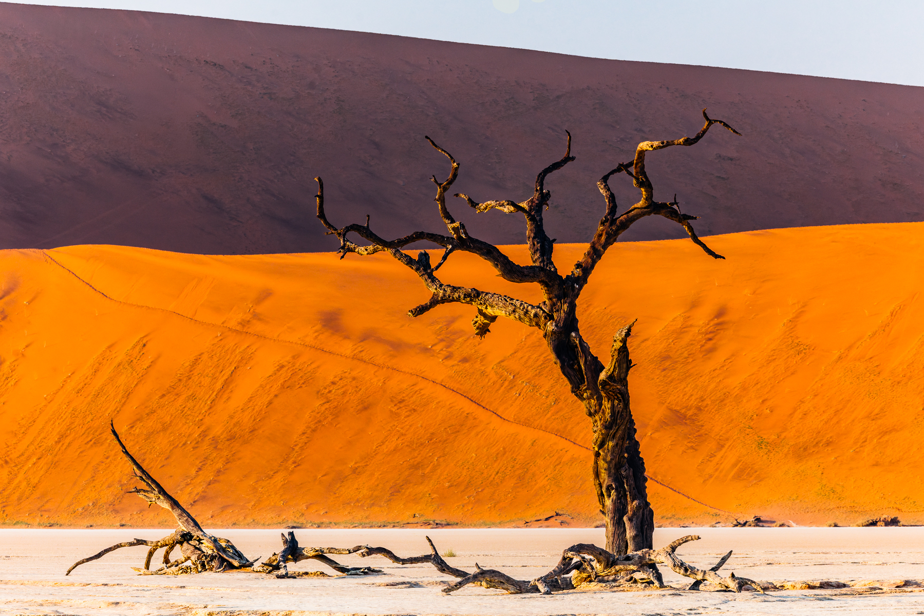 First light falls on an ancient Camel Thorn tree in Namibia's Deadvlei. The trees here died roughly 600-700 years ago, when water from the Tsauchab River was cut off by sand dunes. They are not petrified trees, but remarkably well-preserved dead wood (image by Virginia Wilde)