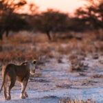 A Lioness pads her way through vegetation on the Onguma salt pan, while 100 metres behind her, two Lion brothers follow. The most likely explanation is that she was coming into oestrus - with the pair following her for several days while competing for mating opportunities (image by Virginia Wilde)