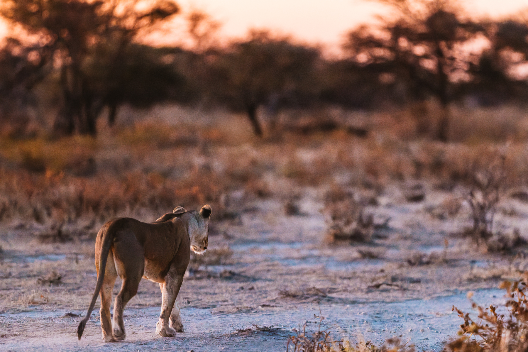 A Lioness pads her way through vegetation on the Onguma salt pan, while 100 metres behind her, two Lion brothers follow. The most likely explanation is that she was coming into oestrus - with the pair following her for several days while competing for mating opportunities (image by Virginia Wilde)